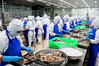 Sơ chế tôm xuất khẩu tại Công ty Phát triển kinh tế Duyên Hải, Khu công nghiệp Vĩnh Lộc, huyện Bình Chánh, Thành phố Hồ Chí Minh