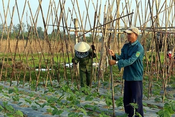 Trồng bí vụ đông ở xã Thanh Lĩnh, huyện Thanh Chương, tỉnh Nghệ An cho hiệu quả kinh tế cao. Ảnh: THÀNH CHÂU