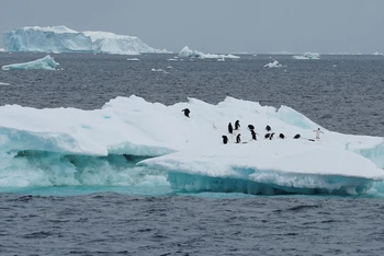 Chim cánh cụt tại Nam Cực. Ảnh: Reuters