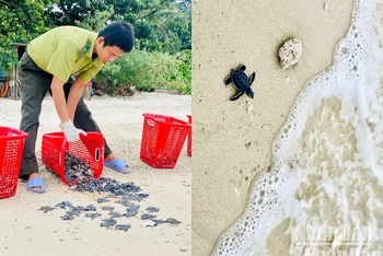 Thả rùa biển về tự nhiên tại Côn Đảo. Ảnh: MAI LƯU
