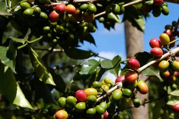 Xuất khẩu cà phê của Brazil bất ngờ giảm mạnh 20%, giá Arabica tăng 6% trong tuần qua