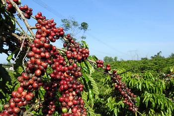 Giá cà phê tăng “sốc”, chỉ số hàng hóa MXV-Index tăng phiên thứ sáu