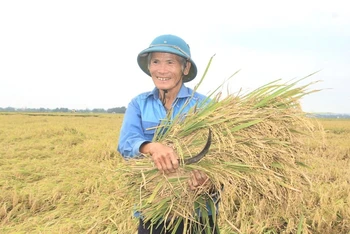 Thu hoạch lúa tại Quảng Trị. (Ảnh: Thu Hương)