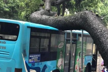 Cây xanh trên phố Tăng Bạt Hổ (quận Hai Bà Trưng, Hà Nội) bị bật gốc, đè vào xe buýt trong ngày 5/8.