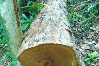 Cây gỗ tự nhiên trong lâm phận rừng phòng hộ Quảng Ninh bị khai thác trái phép. Ảnh: Hương Giang