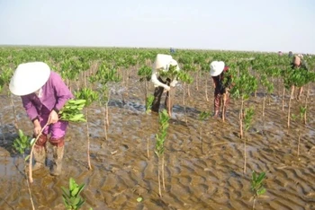 Người dân chăm sóc cây trồng trên đất ngập mặn. Ảnh: Dũng Minh