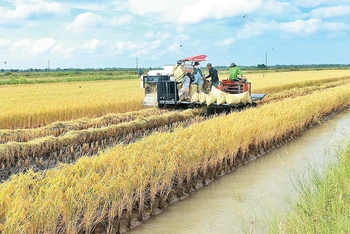 Thu hoạch lúa tại đồng bằng sông Cửu Long. 