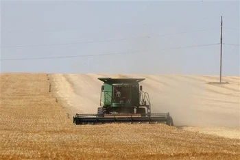 Thu hoạch lúa mỳ trên cánh đồng ở Izmail, vùng Odessa (Ukraine). (Ảnh: THX/TTXVN)