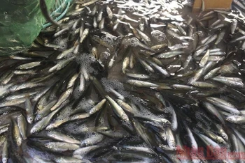 Cá linh non đã xuất hiện ở chợ cá An Giang.