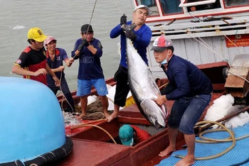 Ngư dân TP Tuy Hòa (Phú Yên) chuyển cá ngừ đại dương lên bờ sau một chuyến biển. (Ảnh: ANH NGỌC)