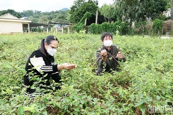 Trồng bảo tồn giống cây dược liệu kim ngân tại Trung tâm Giống cây trồng Đạo Đức, tỉnh Hà Giang. (Ảnh: KHÁNH TOÀN)