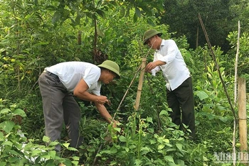 Trồng cây ba kích dưới tán lá rừng ở Thái Nguyên.