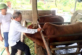 Tiêm vắc-xin phòng bệnh cho gia súc tại hộ chăn nuôi ở xã Cảm Nhân, huyện Yên Bình, tỉnh Yên Bái. (Ảnh HỒNG DUYÊN)