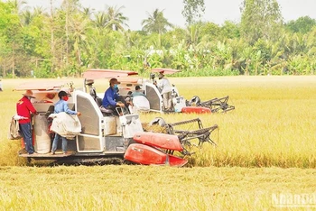 Thu hoạch lúa hè thu tại xã Hậu Mỹ Trinh, huyện Cái Bè, Tiền Giang. (Ảnh NGUYỄN SỰ)