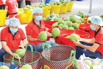 Kiểm tra trái cây trước khi xuất khẩu tại Công ty Vina T&T Group. (Ảnh MINH HÀ)