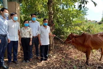 Hội Nông dân Thành phố Hồ Chí Minh trao phương tiện sinh kế (bò giống) cho hộ nông dân nghèo.