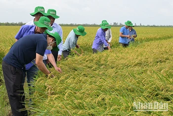 Nông dân tham quan đánh giá giống lúa ĐS1 của Vinarice trên cánh đồng liên kết bao tiêu sản phẩm 50 ha tại huyện Tam Nông, tỉnh Đồng Tháp.