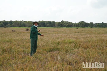 Anh Minh Chánh, nhân viên bảo vệ Vườn quốc gia Tràm Chim có mặt tại phân khu A4 vào tháng 2/2024, khu vực này trước đây sếu đầu đỏ thường tìm đến. Ảnh: HỮU NGHĨA