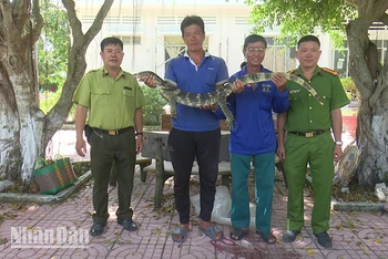 Hạt kiểm lâm liên huyện Tam Nông-Tân Hồng (bìa trái) tiếp nhận cá thể kỳ đà hoa. (Ảnh: THÙY DUNG)