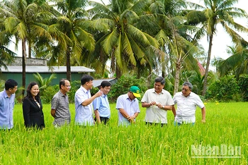 Thứ trưởng Nông nghiệp và Phát triển nông thôn Trần Thanh Nam khảo sát thực địa mô hình sản xuất lúa tại Hợp tác xã Thắng Lợi. (Ảnh: HỮU NGHĨA)