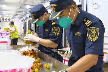 Hải quan Trung Quốc kiểm tra các lô hàng vải thiều Việt Nam. (Ảnh: CCTV)