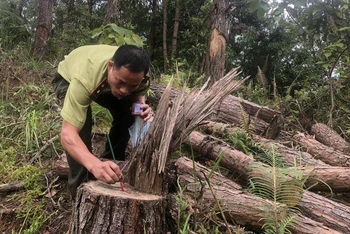 Lực lượng kiểm lâm tỉnh Điện Biên kiểm tra việc phá rừng tại xã Tỏa Tình, huyện Tuần Giáo.