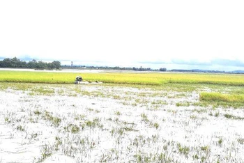 Chiều 27/9, nhiều người nông dân ở xã Ea Kly tranh thủ gặt lúa chạy bão với quan điểm “xanh nhà hơn già đồng”.