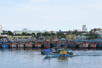 Tàu cá neo đậu tại Âu thuyền cảng cá Thọ Quang, Đà Nẵng.