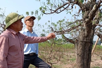Gia đình nhà ông Vũ Văn Xô, phường Hoàng Diệu (thành phố Thái Bình) có 150 gốc đào rừng, đã bị chết đến 95% tổng số cây trong vườn.