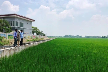 Khu vực trồng lúa hữu cơ của xã Đồng Phú, huyện Chương Mỹ.