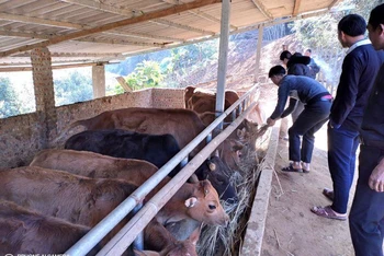 Cán bộ xã Lao Chải hướng dẫn cách phòng chống rét cho đàn gia súc nuôi nhốt. 