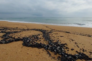 Vết dầu vón cục tấp thành vệt dài trên bãi biển phường 7 thành phố Tuy Hòa.
