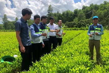 Giám đốc Trung tâm Khuyến nông quốc gia Lê Quốc Thanh tham quan mô hình vườn ươm cây lâm nghiệp tại xã Vĩnh Hà, huyện Vĩnh Linh (Quảng Trị).