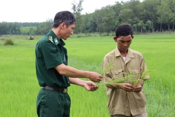 Bộ đội biên phòng tỉnh Bình Phước hỗ trợ đồng bào trồng lúa nước cho năng suất cao.