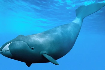 Cá voi đầu bò Bắc Đại Tây Dương.(Nguồn: Wiki)