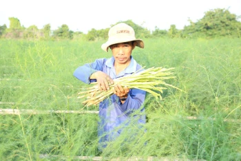 Nông dân thôn Tuấn Tú, xã An Hải thu hoạch cây măng tây xanh.