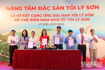 Việc ký kết cung ứng dài hạn tỏi Lý Sơn để chế biến Nam Ngư ớt tỏi Lý Sơn sẽ góp phần nâng tầm đặc sản tỏi Lý Sơn trở thành thương hiệu tỏi quốc gia. 