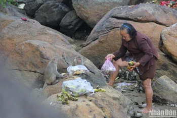 Hằng ngày, đàn khỉ quý hiếm tại đảo Hòn Trà được cụ bà Nguyễn Thị Chất cho ăn và chăm sóc.