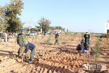 Chung tay trồng cây xanh ven bãi biển xã Nghĩa An, thành phố Quảng Ngãi (Quảng Ngãi)