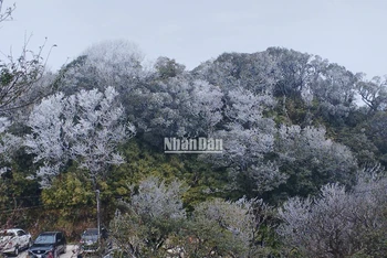 Băng giá phủ trắng xóa đỉnh núi Phja Oắc, xã Thành Công, huyện Nguyên Bình, tỉnh Cao Bằng.