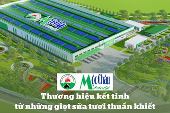 Mộc Châu Milk - Thương hiệu kết tinh từ những giọt sữa tươi thuần khiết