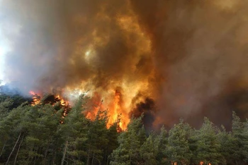 Cháy rừng nghiêm trọng tại Maroc