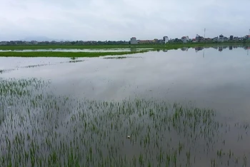 Mưa lớn kéo dài làm hàng nghìn ha lúa trên địa bàn tỉnh Hà Nam ngập nước.