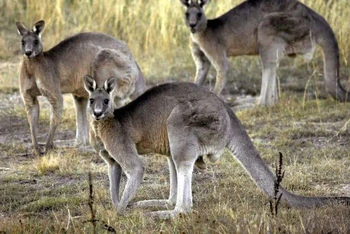 Kangaroo tấn công người gây tử vong tại Australia