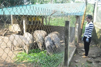 Việc chăn nuôi các giống lợn bản địa, đặc sản có giá trị cao giúp người chăn nuôi Quảng Ngãi nâng cao thu nhập.