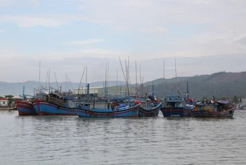 Nhiều tàu cá của ngư dân thị xã Hoài Nhơn đã vào khu neo đậu an toàn.