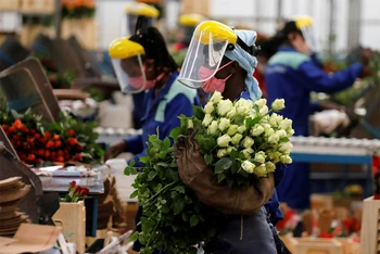 Kenya có nhiều trang trại trồng hoa hồng tiêu chuẩn và hoa hồng đỏ cho xuất khẩu. (Ảnh: Reuters)