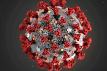 Hình ảnh minh họa virus corona do CDC Mỹ công bố. 