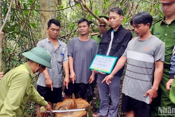 Lực lượng chức năng dẫn giải các đối tượng đến khám nghiệm hiện trường vụ cưa hạ gỗ quý tại tiểu khu 414, xã Lộc Bảo, huyện Bảo Lâm, Lâm Đồng.