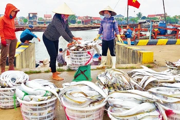 Sau chuyến biển, ngư dân xã Cảnh Dương, huyện Quảng Trạch vui vì được mùa cá hố xuất khẩu.